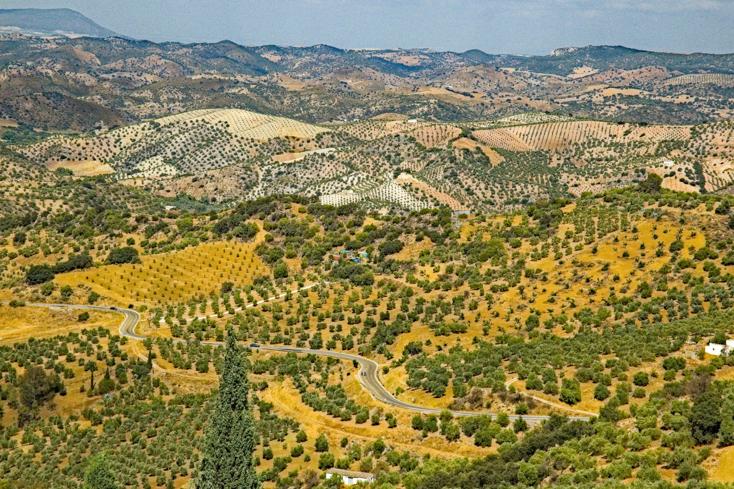 Vue sur la campagne environnante - Oliveraies