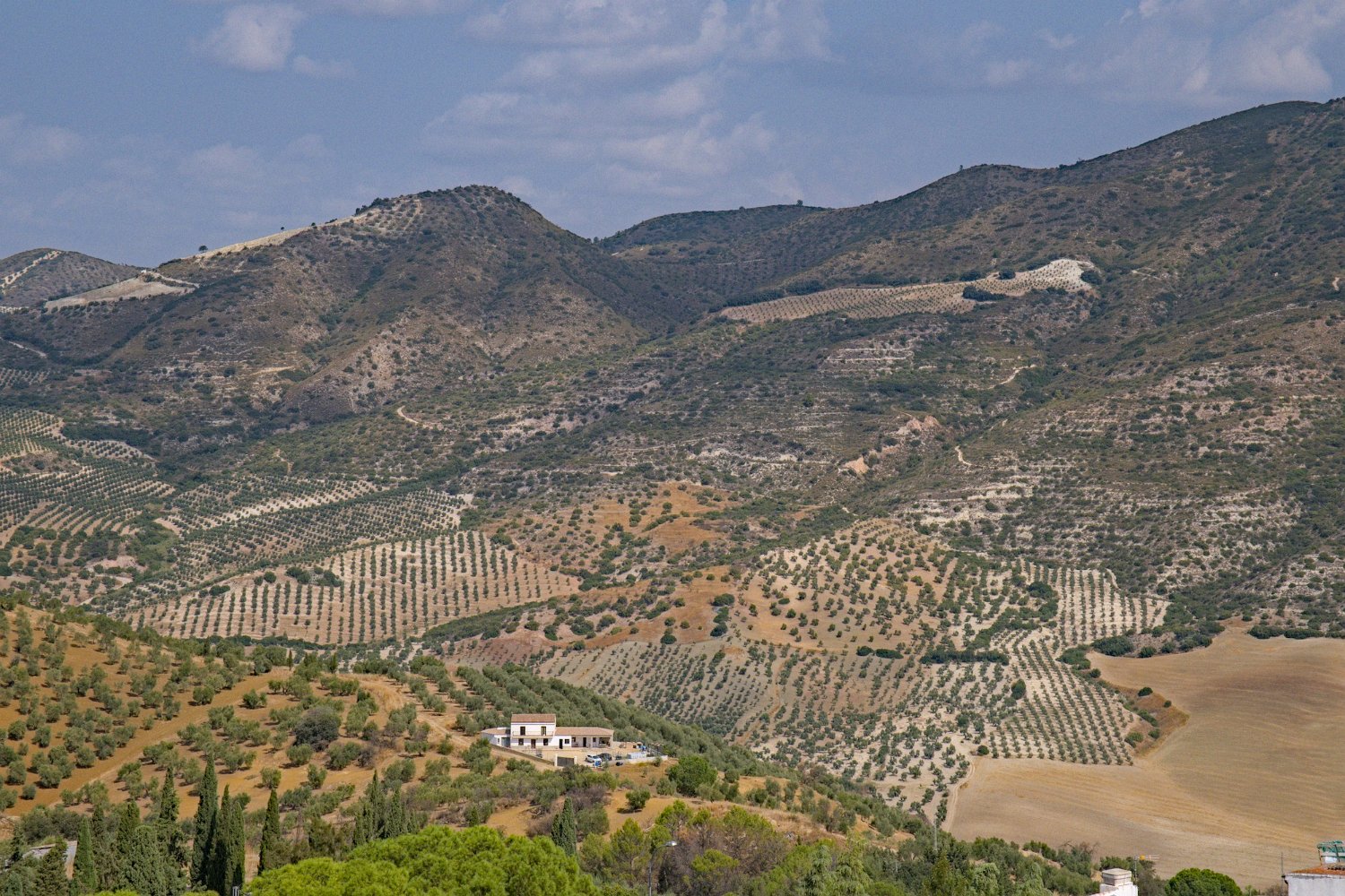 Vue sur la campagne environnante - Oliveraies