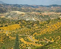 Vue sur la campagne environnante - Oliveraies